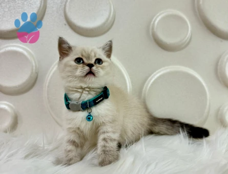 British Shorthair Lynxpoint Erkek 2 Aylık