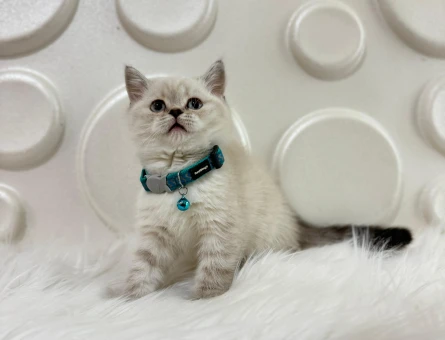 British Shorthair Lynxpoint Erkek 2 Aylık