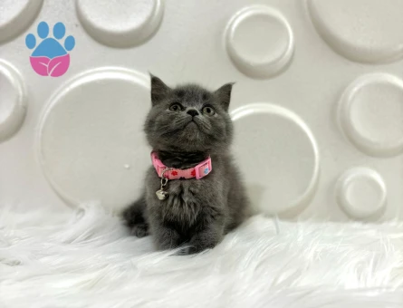 British Shorthair Gri Dişi 2 Aylık
