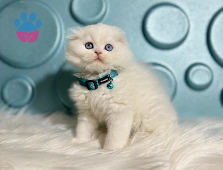 Scottish Longhair Beyaz Erkek 2 Aylık