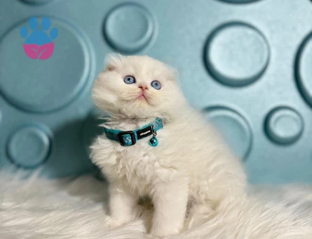 Scottish Longhair Beyaz Erkek 2 Aylık