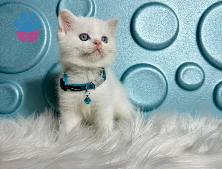 Beyaz British Shorthair Erkek 2 Aylık
