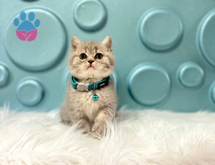 British Shorthair Tabby Erkek 2 Aylık