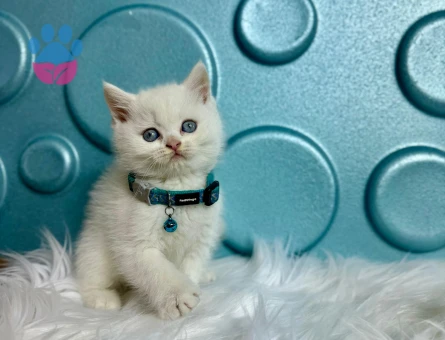 British Shorthair 2 Aylık Maviş Erkek