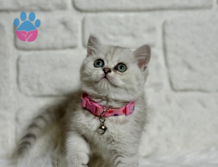British Shorthair Silver Dişi Yavrumuz 2 Aylık