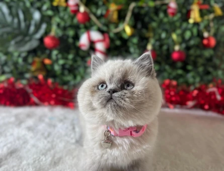 British Shorthair Bluepoint Dişi 2 Aylık Topaç Kafa Yavrumuz
