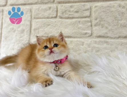 British Shorthair Minik Prenses Yuva Arıyor