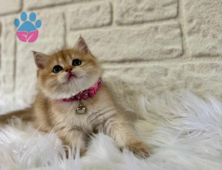 British Shorthair Minik Prenses Yuva Arıyor