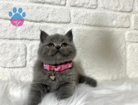 British Shorthair Poğaça Yanak Gri Dişi