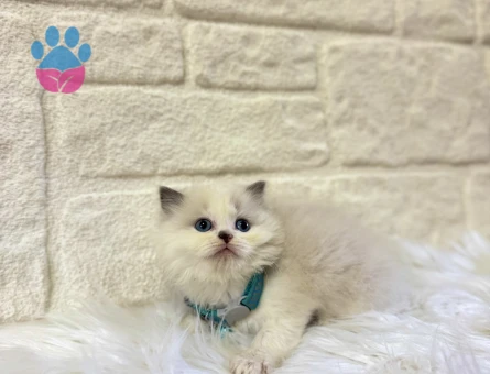 British Longhair Bicolor Erkek 2 Aylık