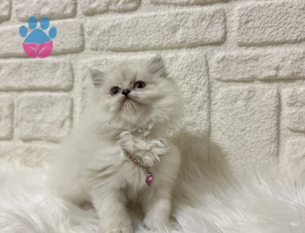 British Longhair Asil Güzellik  2Aylık