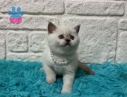 British Shorthair Ponçik 2 Aylık Dişi Yavru