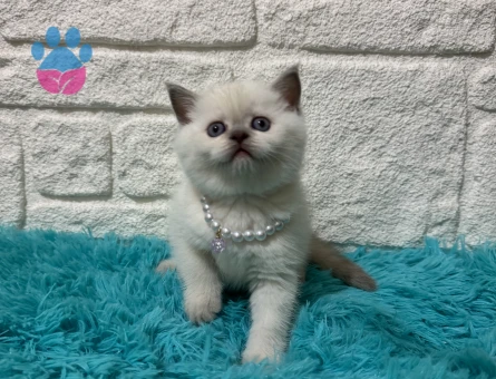 British Shorthair Ponçik 2 Aylık Dişi Yavru
