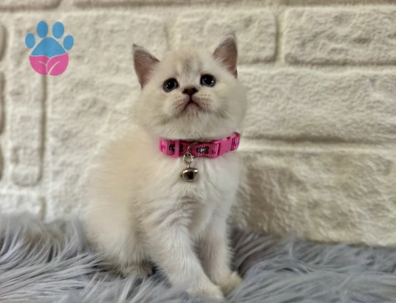 British Shorthair Bluepoint Dişi 2 Aylık