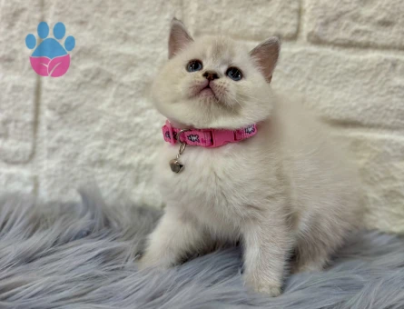 British Shorthair Bluepoint Dişi 2 Aylık