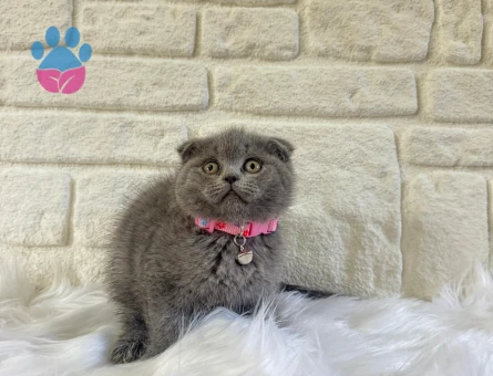 Scottish Fold Dişi 2 Aylık