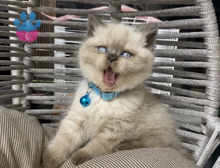 British Shorthair Golden Kedime Yuva Arıyorum