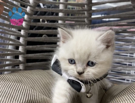 British Shorthair Golden Kedime Yuva Arıyorum