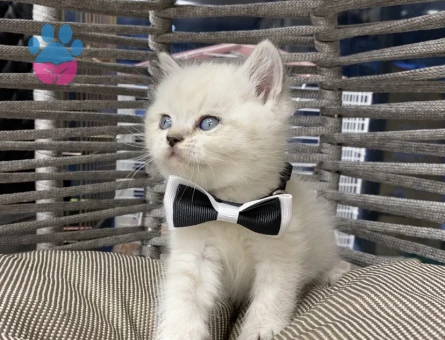 British Shorthair Golden Kedime Yuva Arıyorum