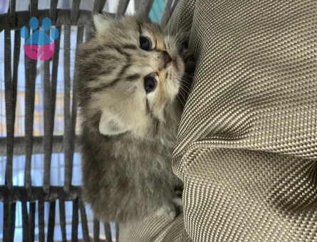 British Shorthair Golden Kedime Yuva Arıyorum