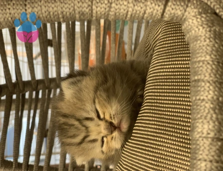 British Shorthair Golden Kedime Yuva Arıyorum