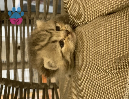 British Shorthair Golden Kedime Yuva Arıyorum