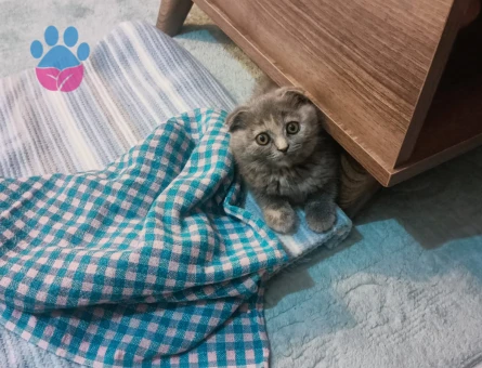 Scottish Fold 3 Aylık Güzeller Güzeli Yavrumuz