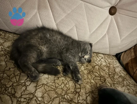 Scottish Fold 3 Aylık Güzeller Güzeli Yavrumuz