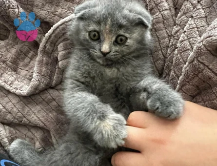 Scottish Fold 3 Aylık Güzeller Güzeli Yavrumuz