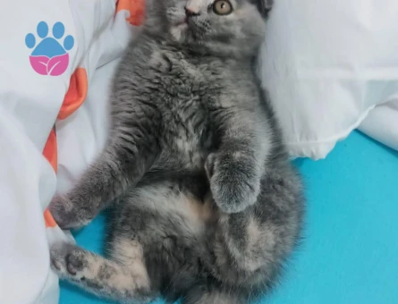 Scottish Fold 3 Aylık Güzeller Güzeli Yavrumuz