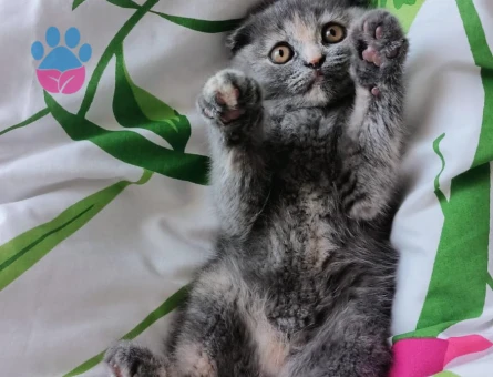 Scottish Fold 3 Aylık Güzeller Güzeli Yavrumuz