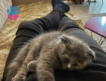 Scottish Fold 3 Aylık Güzeller Güzeli Yavrumuz
