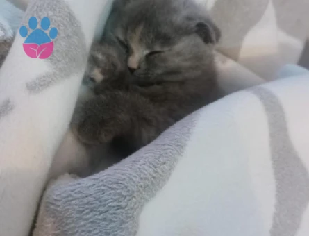 Scottish Fold 3 Aylık Güzeller Güzeli Yavrumuz