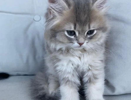 2 AYLIK BRITISH LONGHAIR ERKEK KEDİMİZ
