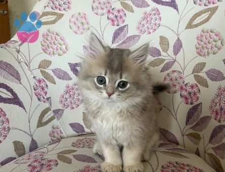 2 AYLIK BRITISH LONGHAIR ERKEK KEDİMİZ
