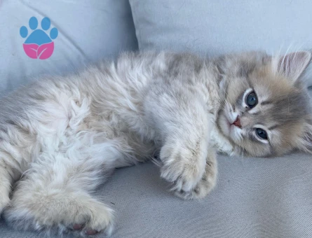 2 AYLIK BRITISH LONGHAIR ERKEK KEDİMİZ