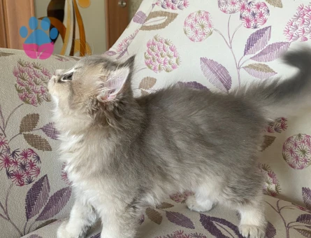 2 AYLIK BRITISH LONGHAIR ERKEK KEDİMİZ