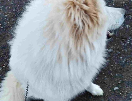 Çok Sevimli Samoyed Sahiplendirilecektir