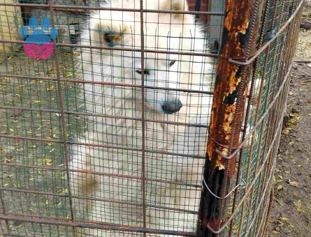 Çok Sevimli Samoyed Sahiplendirilecektir