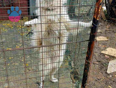 Çok Sevimli Samoyed Sahiplendirilecektir