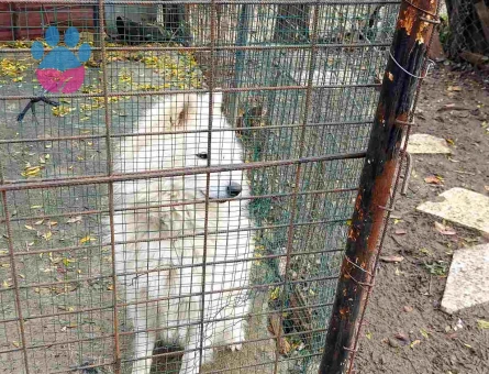 Çok Sevimli Samoyed Sahiplendirilecektir