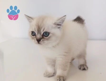 British Shorthair Safkan Yuva Arıyor