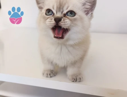 British Shorthair Safkan Yuva Arıyor