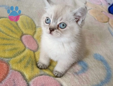 British Shorthair Safkan Yuva Arıyor