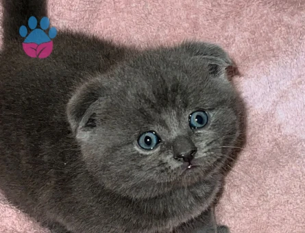 Scottish Fold Yavrularıma Yuva Arıyor