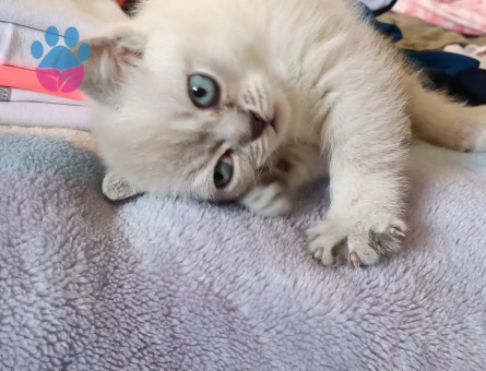British Shorthair Safkan Yuva Arıyor