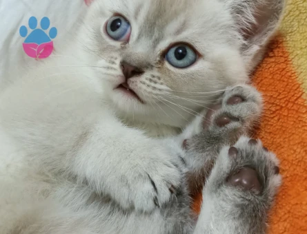 British Shorthair Safkan Yuva Arıyor