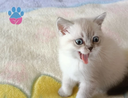 British Shorthair Safkan Yuva Arıyor