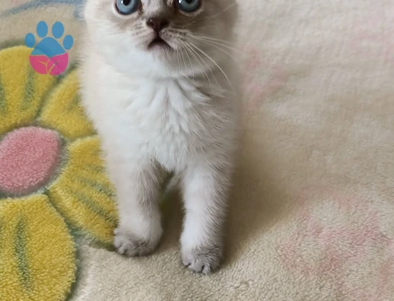 British Shorthair Safkan Yuva Arıyor