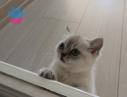 British Shorthair Safkan Yuva Arıyor